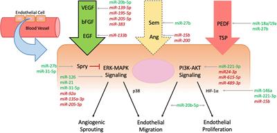 Effects of microRNAs on angiogenesis in diabetic wounds